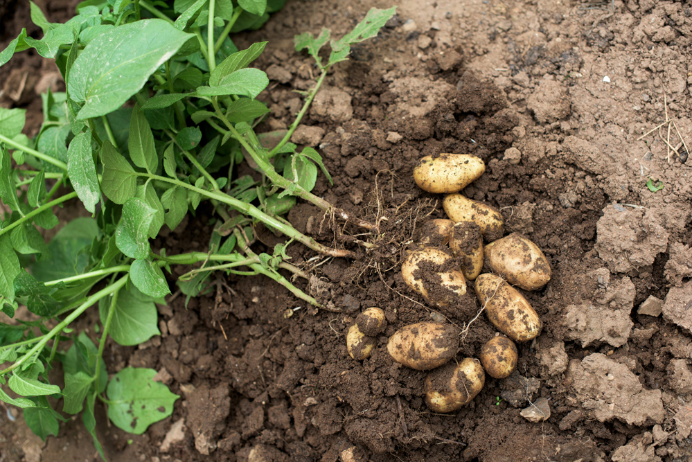 potatoes_grow