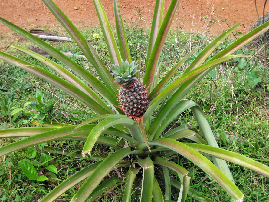 pineapple_grow