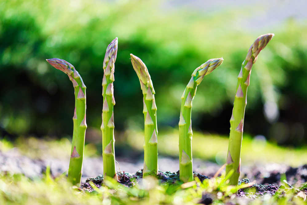 asparagus_grow